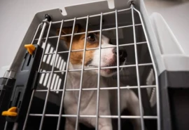 Ultimate Guide to Choosing Dog Crates for Travel