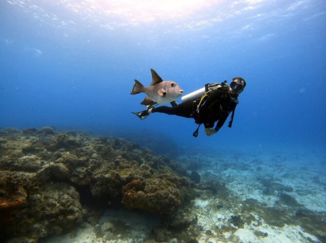 Scuba Diving Opens The Door To An Underwater World