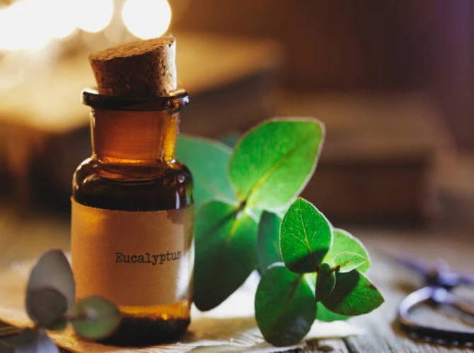 Eucalyptus Spiritual Properties That Can Transform Your Life
