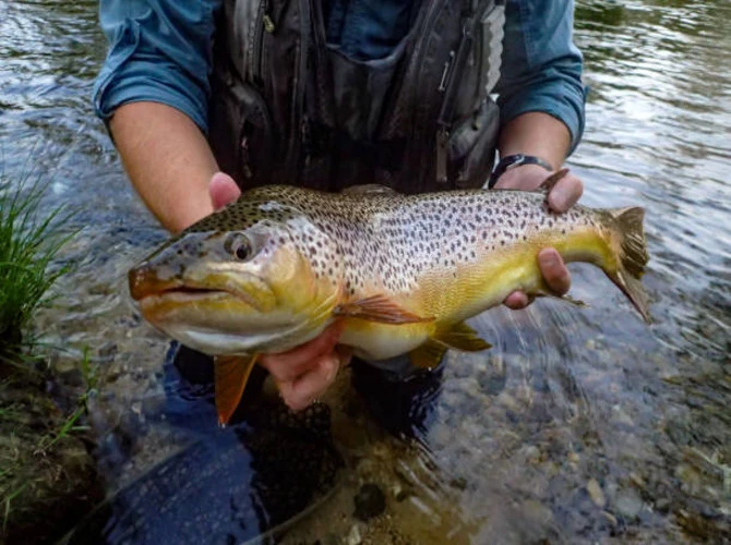 Your Guide to the Best Fly Fishing in Washington