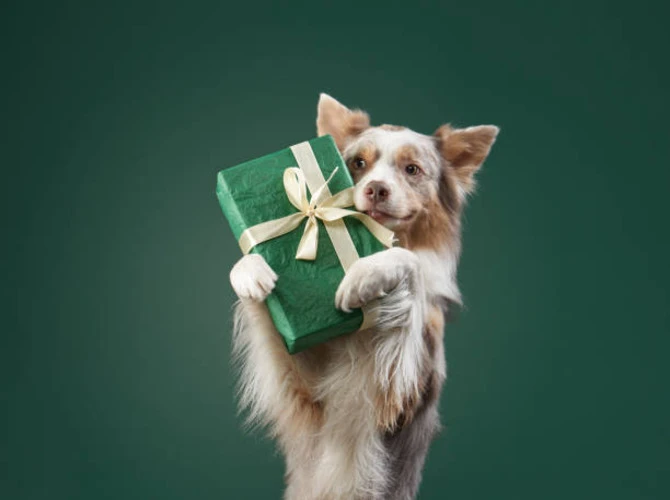 Best Holiday Dog Gifts: Perfect Presents for Your Furry Friend